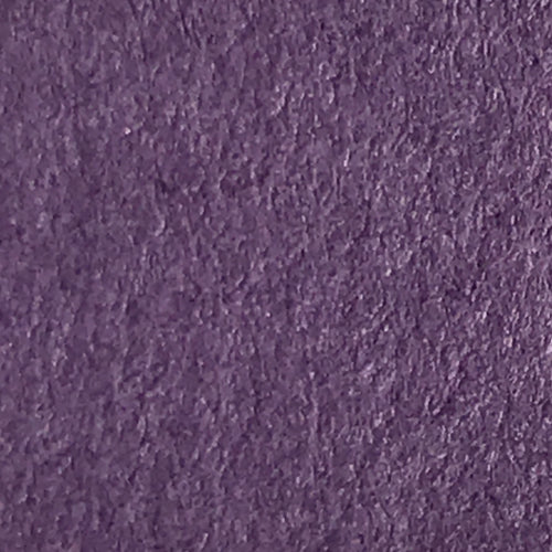 Purple Iris